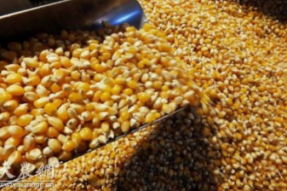 欧盟担忧吃饭问题，考虑放宽转基因谷物的禁令