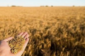 全球粮食危机，印度正考虑限制小麦出口